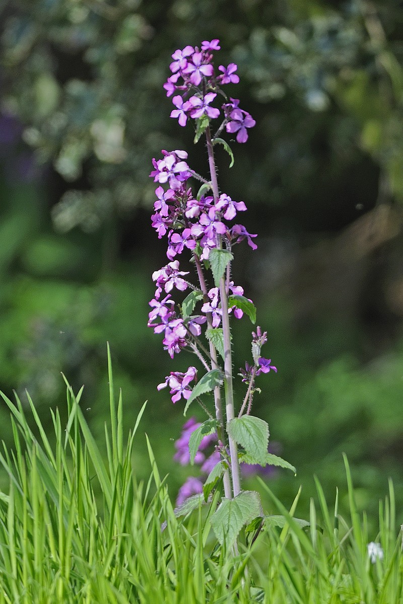 Hesperis Matronalis Dames Violet hesperis-matronalis-dames-violet